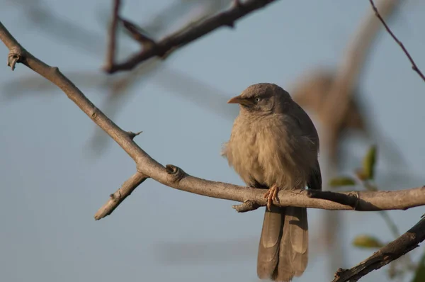 Jungle babbler Turdoides striatus bertengger di dahan. — Stok Foto