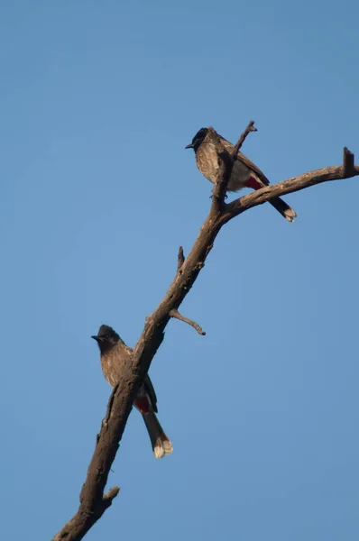 Červeně větrané bulvy Pycnonotus kavárna na větvi. — Stock fotografie