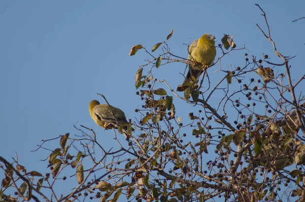 Pigeons verts à pattes jaunes Treron phoenicoptera sur un arbre. — Photo