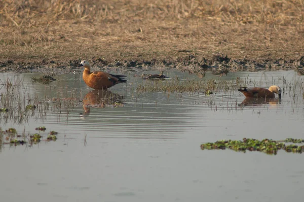 Ruddy shelducks Tadorna ferruginea em uma lagoa. — Fotografia de Stock