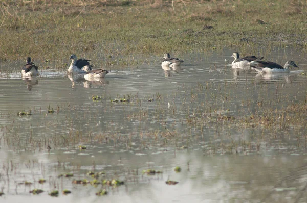 Knobbeleenden Sarkidiornis melanotos in een lagune. — Stockfoto