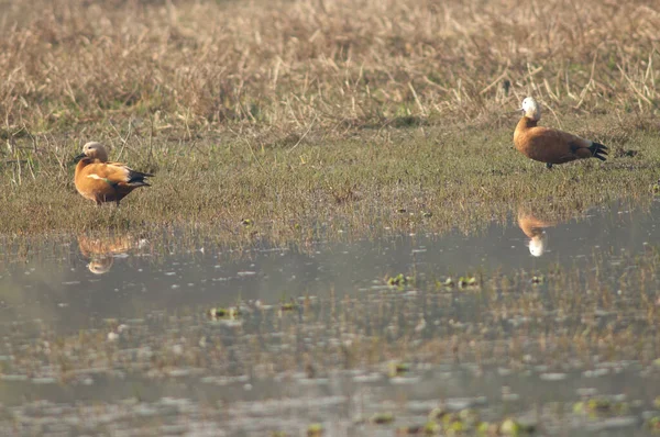 Ruddy shelduck macho Tadorna ferruginea à esquerda e fêmea à direita. — Fotografia de Stock