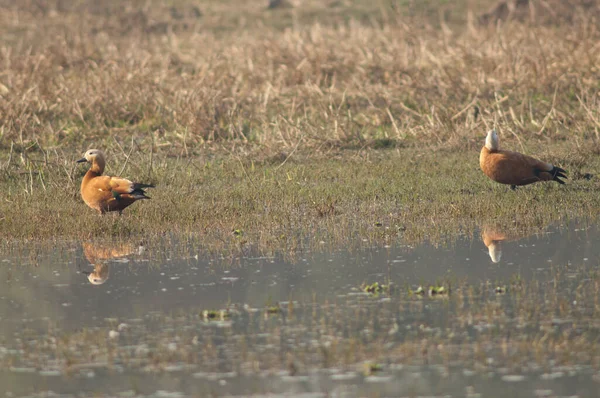 Ruddy shelduck macho Tadorna ferruginea à esquerda e fêmea à direita. — Fotografia de Stock