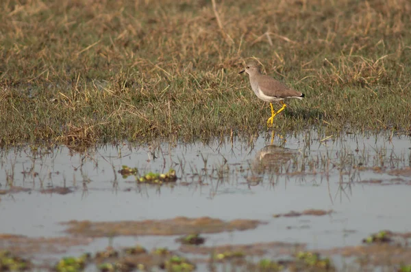 Vanellus leucurus de cauda branca em uma lagoa. — Fotografia de Stock