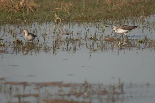 Common greenshank to the right and spotted redshank to the left.