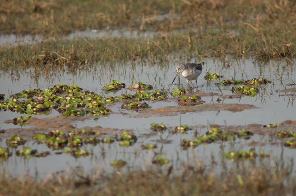 Greenshank comum Tringa nebularia em uma lagoa. — Fotografia de Stock