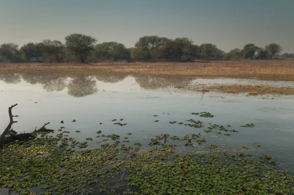 Lagoa no Parque Nacional Keoladeo Gana em Bharatpur. — Fotografia de Stock