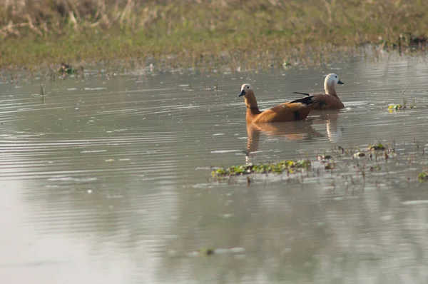 Pato blanco macho a la izquierda y hembra a la derecha. — Foto de Stock