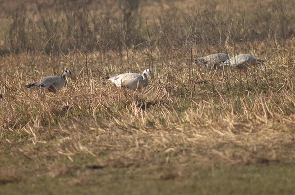Bar-headed geese Anser indicus searching for food. — Stock Photo, Image