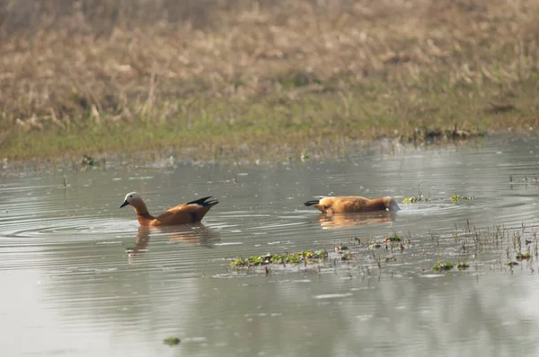 在泻湖中一对红包鸭Tadorna ferruginea. — 图库照片