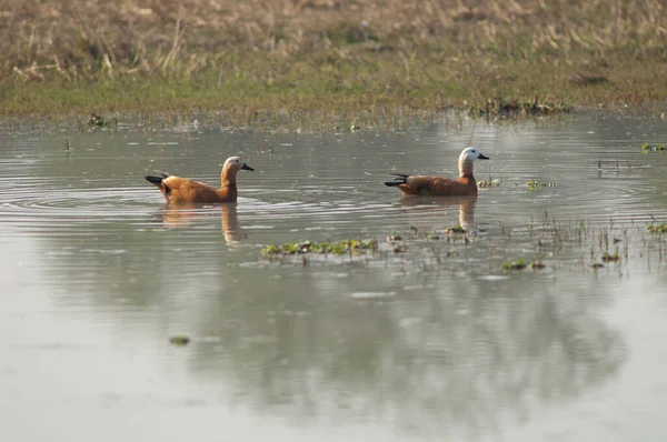 Para rumianych skorupiaków Tadorna ferruginea w lagunie. — Zdjęcie stockowe