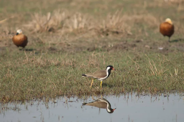 在一个泻湖里，红色的尾翼"Vanellus indicus". — 图库照片