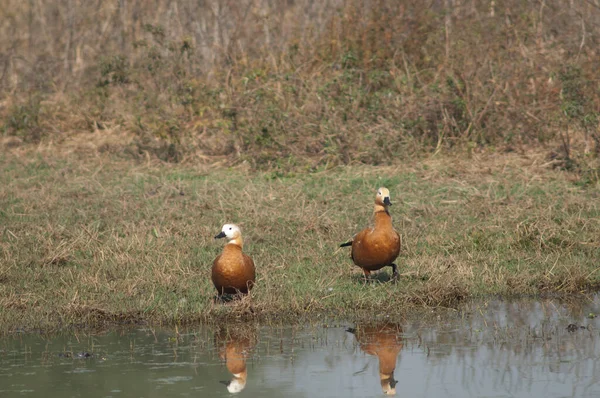 Bir lagünün yanında bir çift kabuklu ördek..