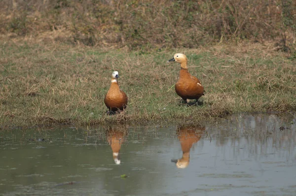 Egy pár nyamvadt kacsa egy lagúna mellett.. — Stock Fotó