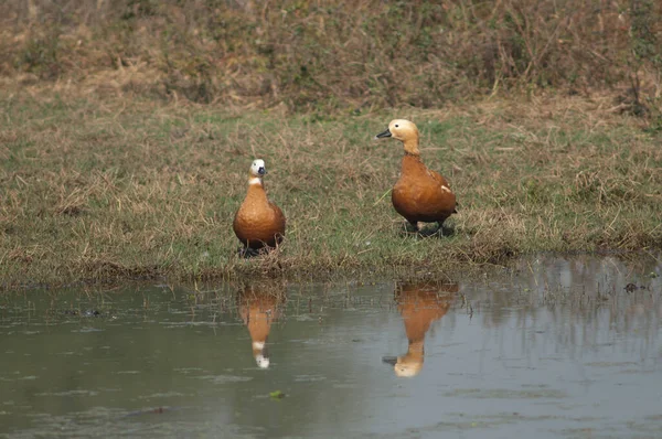 Par de patitos junto a una laguna. — Foto de Stock