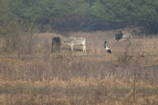 검은 목 황새 암컷에 피포린 쿠스 (Ephippiorhynchus asiaticus) 와등 뒤에 있는 소. — 스톡 사진