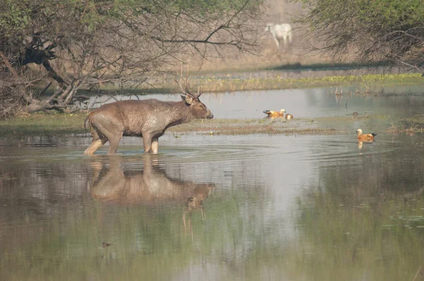 Sambar jeleń Rusa unicolor w lagunie. — Zdjęcie stockowe