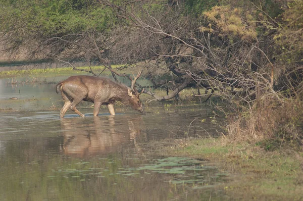 Sambar stag Rusa unicolor em uma lagoa. — Fotografia de Stock
