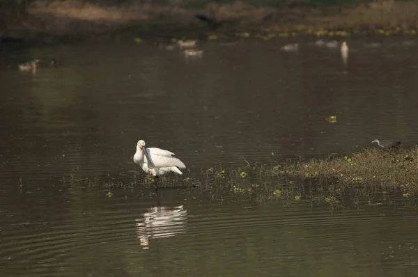 Colher eurasiática Platalea leucorodia descansando em uma lagoa. — Fotografia de Stock