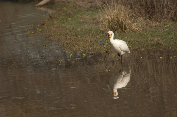 Avrasya kaşık faturası Platalea lucorodia Bir lagün çağırıyor.