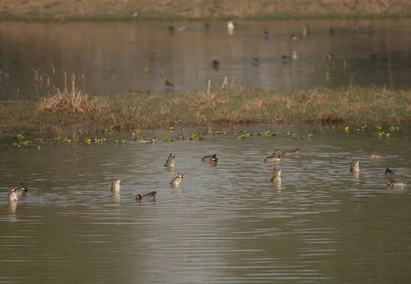 Teals comuns Anas crecca alimentação em uma lagoa. — Fotografia de Stock