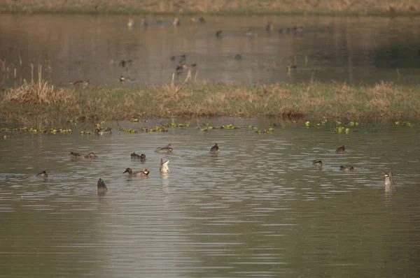 Teals comuns Anas crecca alimentação em uma lagoa. — Fotografia de Stock