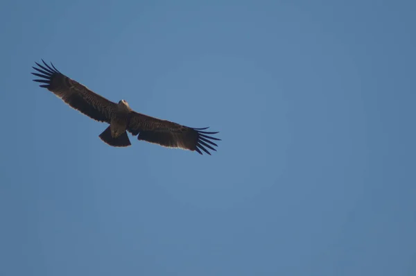 Vue du dessous d'un aigle de steppe Aquila nipalensis. — Photo