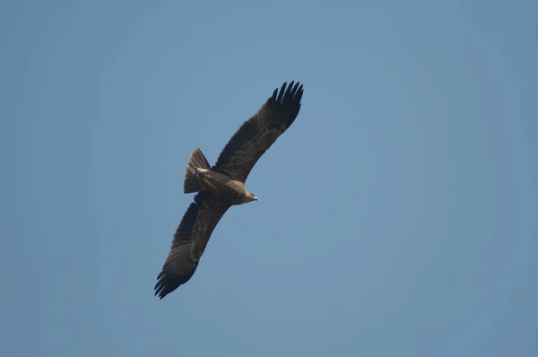 Vista inferior de un águila esteparia Aquila nipalensis. —  Fotos de Stock