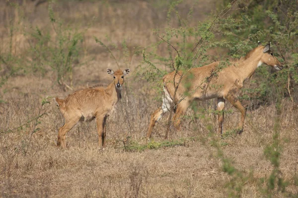 नीलगाई बोसेलाफस ट्रैगोकेमलस की महिला और बछड़ा . — स्टॉक फ़ोटो, इमेज