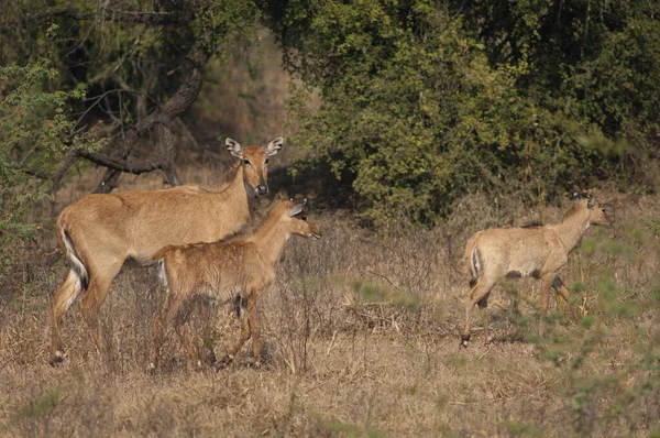 Fêmea e vitelos de nilgai Boselaphus tragocamelus. — Fotografia de Stock