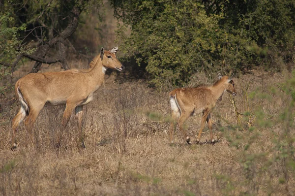 Mulher e vitela de nilgai Boselaphus tragocamelus. — Fotografia de Stock