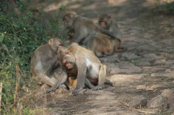 Le toilettage des macaques rhésus dans le parc national du Ghana Keoladeo. — Photo