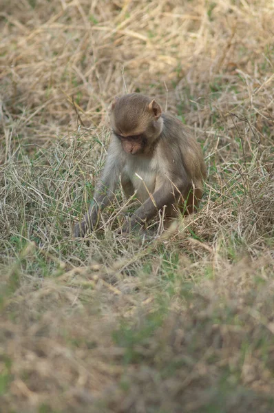 Rhesus macaque Macaca mulatta infant searching for food. — Stock Photo, Image