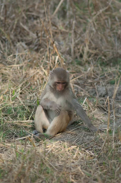 Macaca mulatta macaque rhésus bébé assis sur une prairie. — Photo