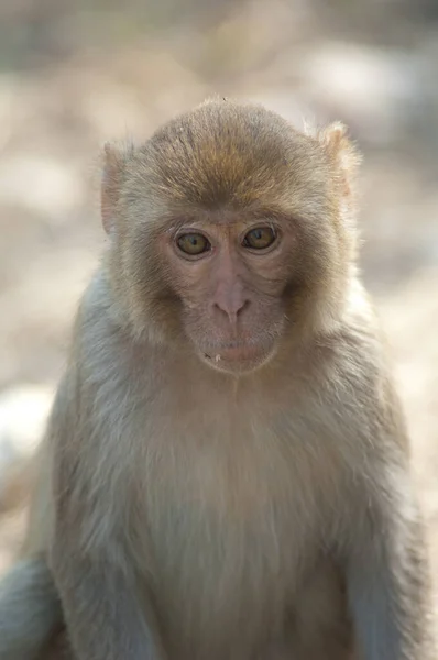 Macaco Rhesus neonato nel Parco Nazionale del Keoladeo Ghana. — Foto Stock