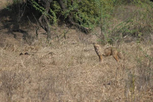 Chacal dourado Canis aureus indicus em um prado. — Fotografia de Stock
