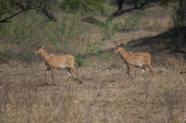 Nilgai, Boselaphus tragocamelus 'u bir çayırda doğurur..