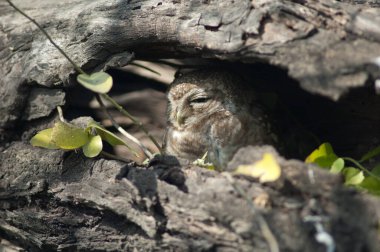 Benekli baykuş Athene Brama bir ağaç deliğinde saklanıyor..
