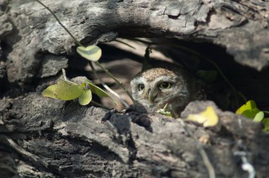 Benekli baykuş Athene Brama bir ağaç deliğinde saklanıyor..