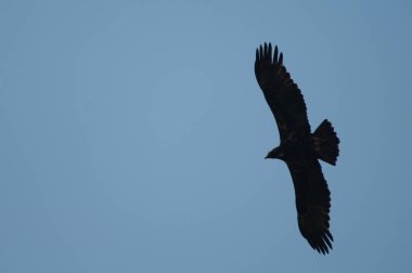 Steppe kartal Aquila nipalensis Keoladeo Gana Ulusal Parkı 'nda uçuyor..