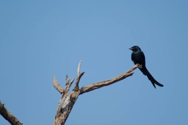 Siyah drongo Dicrurus makrocercus bir dalda.