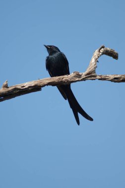 Siyah drongo Dicrurus makrocercus bir dalda.