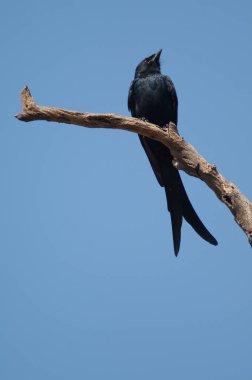 Siyah drongo Dicrurus makrocercus bir dalda.