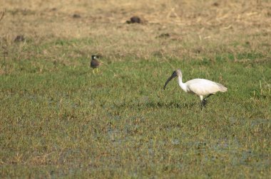 Gölette siyah başlı Ibis Threskiornis melanocephalus.