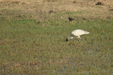 Siyah başlı aynak Threskiornis melanocephalus yiyecek arıyor..