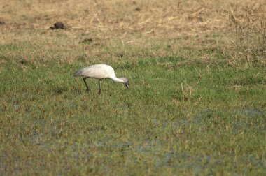 Siyah başlı aynak Threskiornis melanocephalus yiyecek arıyor..