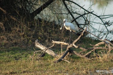 Ağaç gövdesinde Avrasya kaşık faturası Platalea lucorodia.