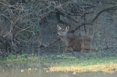 Kadın sambar Rusa unicolor Keoladeo Gana Milli Parkı 'nda dinleniyor..