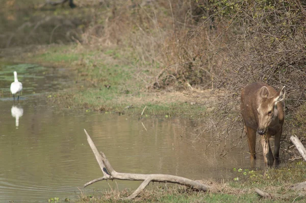 Sambar detrás de Rusa unicolor comiendo en una laguna. —  Fotos de Stock