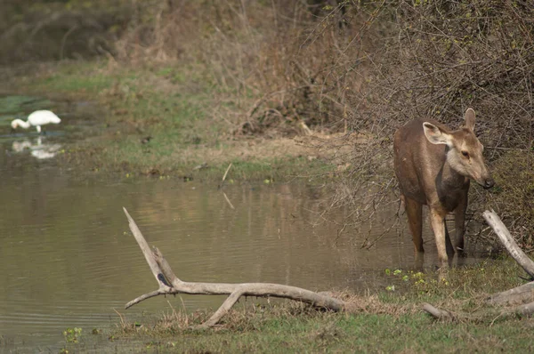 Sambar detrás de Rusa unicolor comiendo en una laguna. —  Fotos de Stock